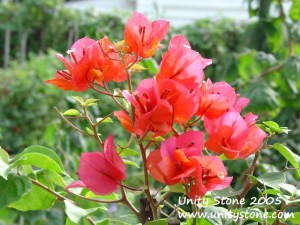 bougainvillea
